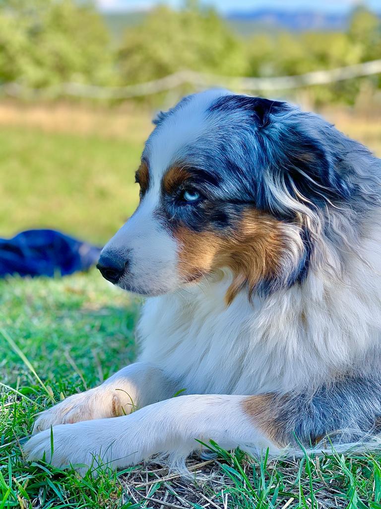 chien therapie